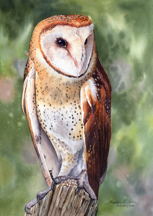Barn Owl 14x10 $1100 at Hunter Wolff Gallery